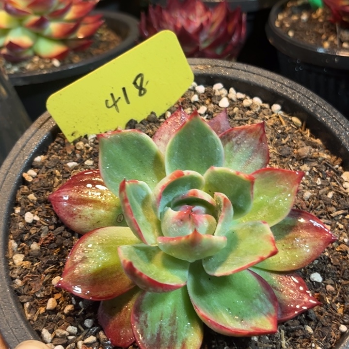 惊鸿一物一拍包装收缩花旱418