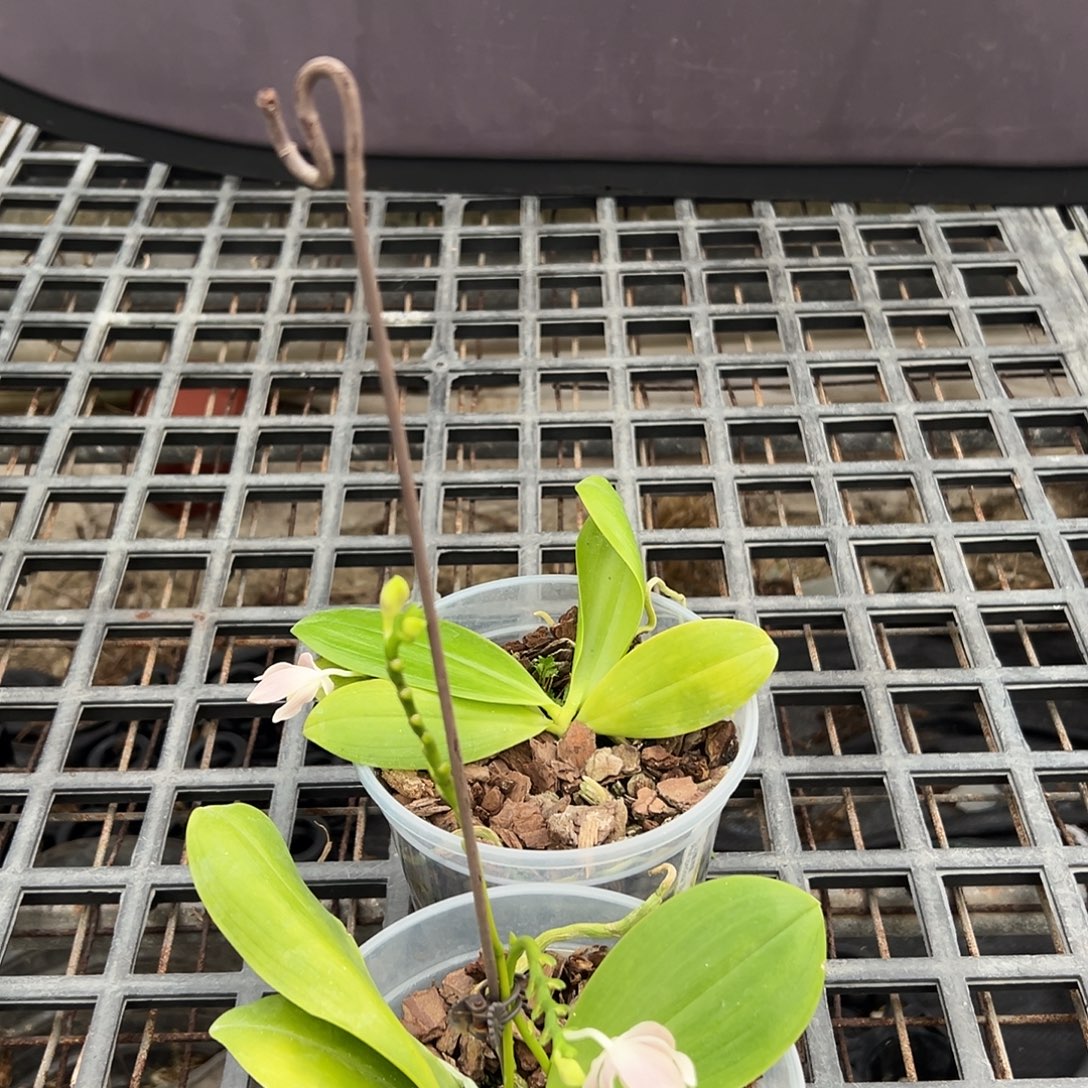 完全开放1颗的价格