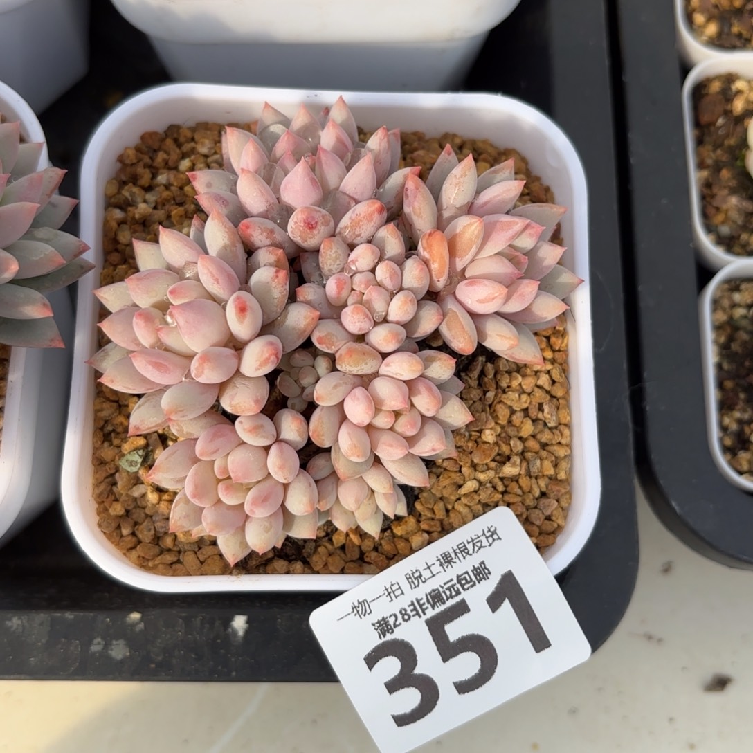 明珠老桩无盆土发货