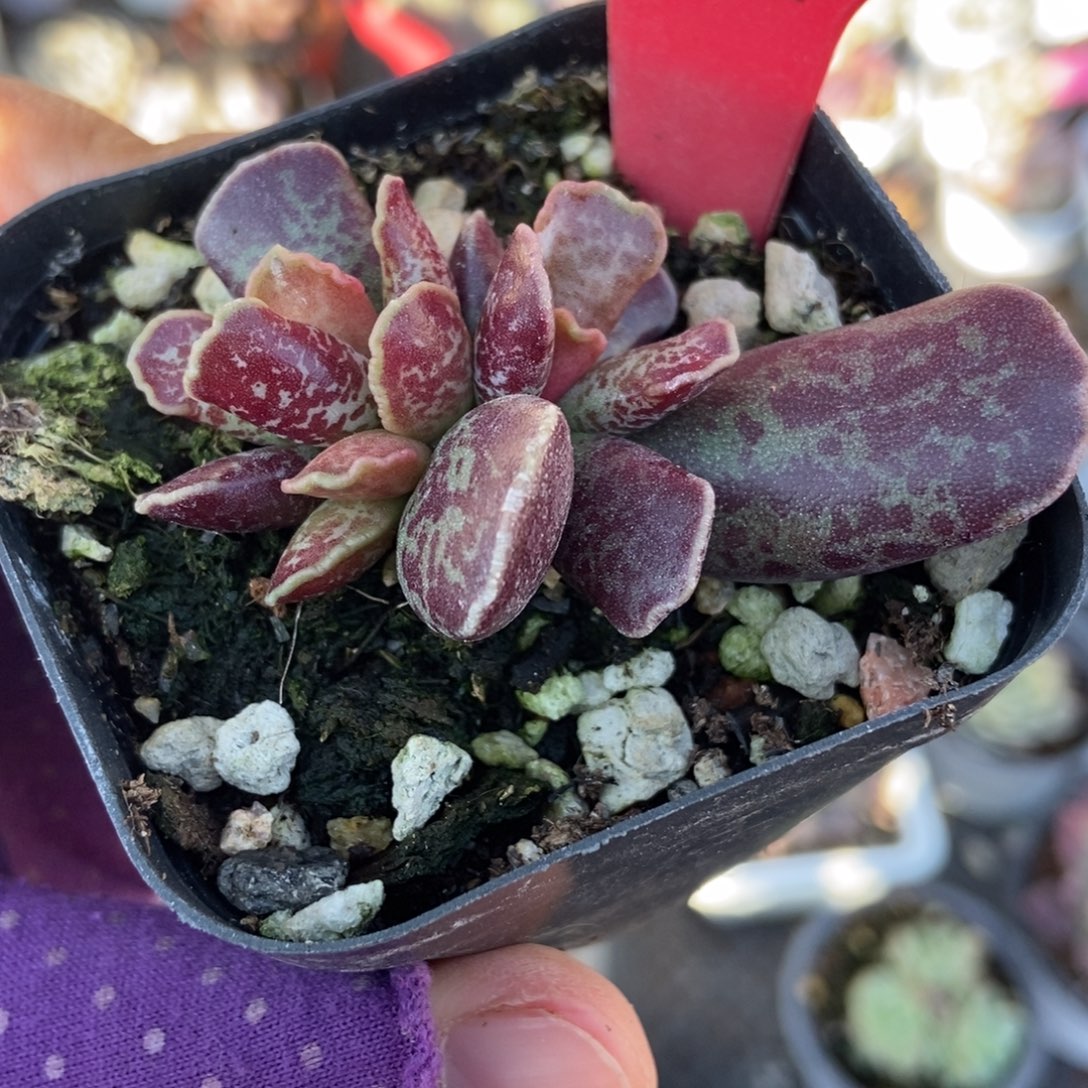 985紫酷博多肉植物