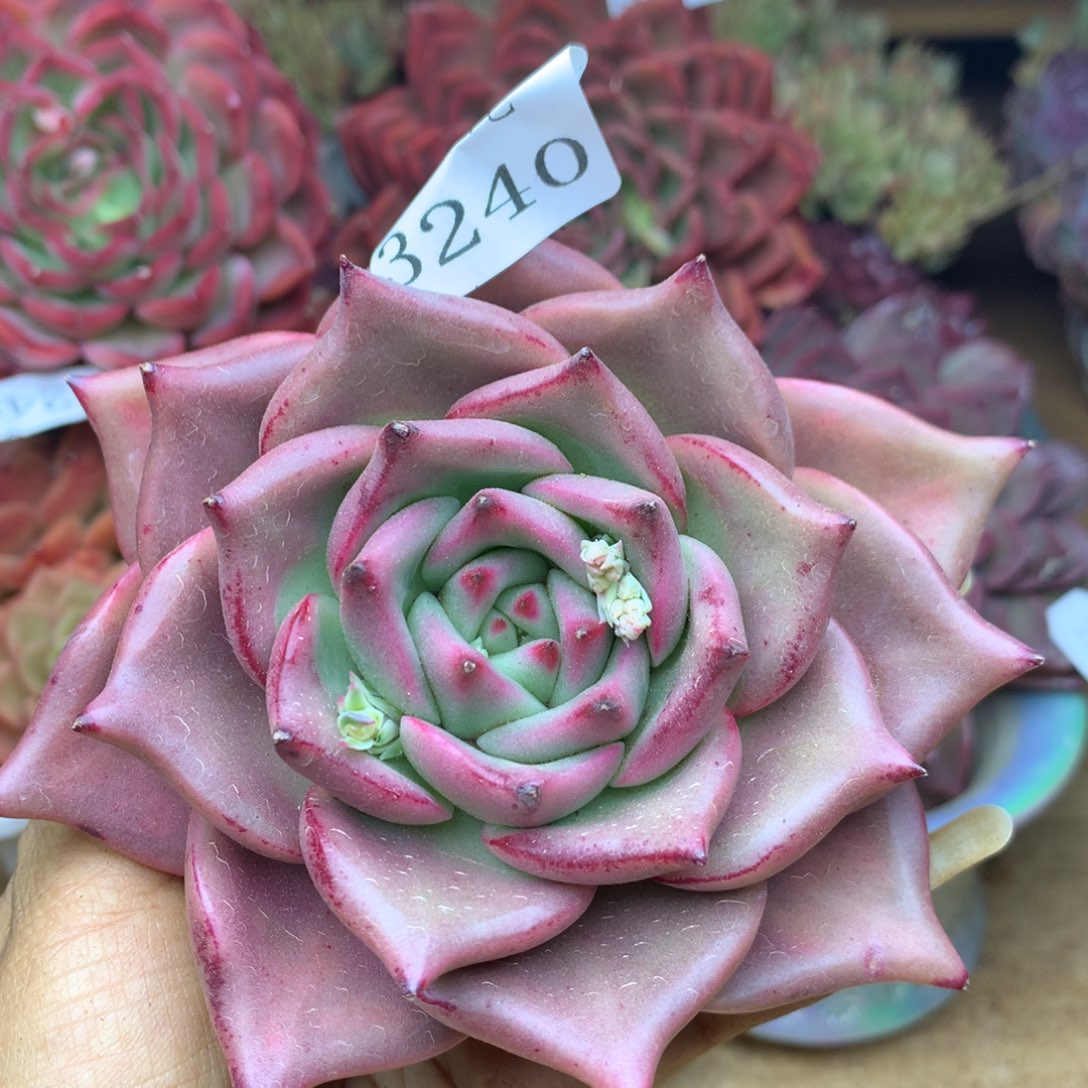 3240杂交精品基地11厘米