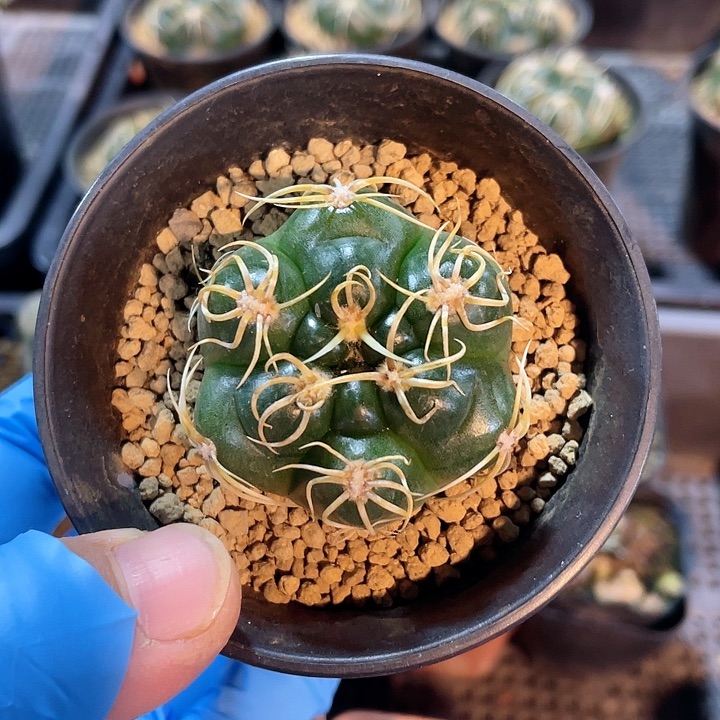 085实生高木海王仙人球