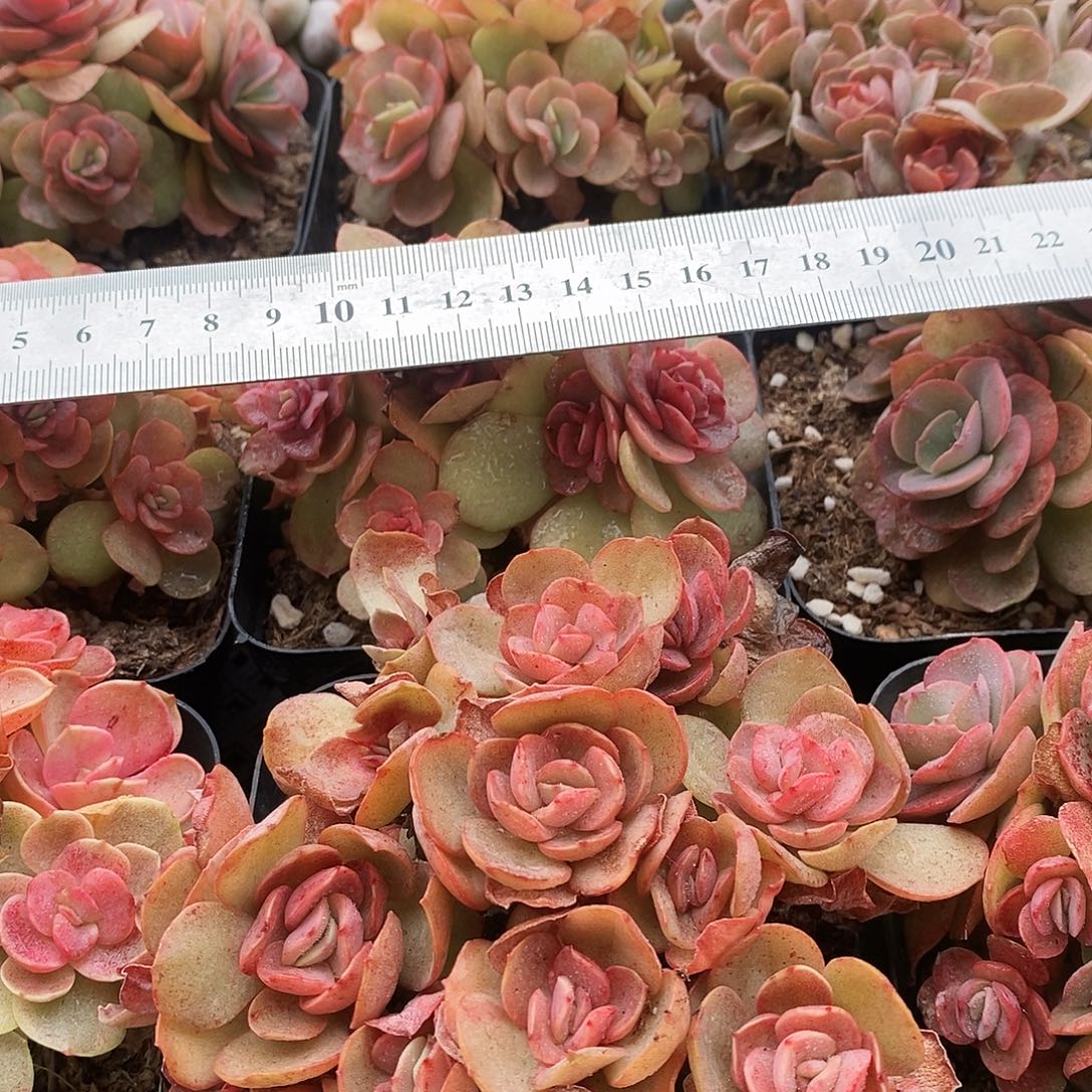 秀妍群生脱土发货