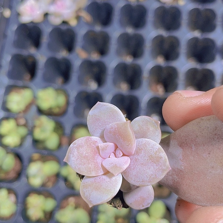 华丽风车【满10颗包邮】