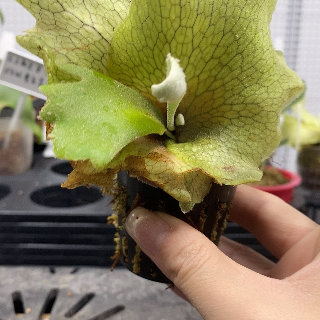 无花朵小皇冠鹿角蕨