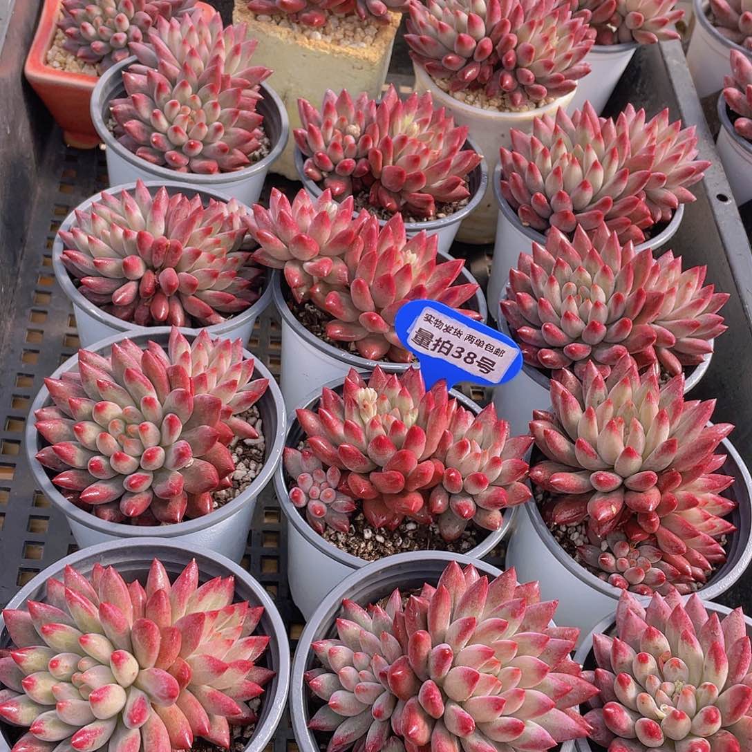 量拍38号 如烟美人大双头一个