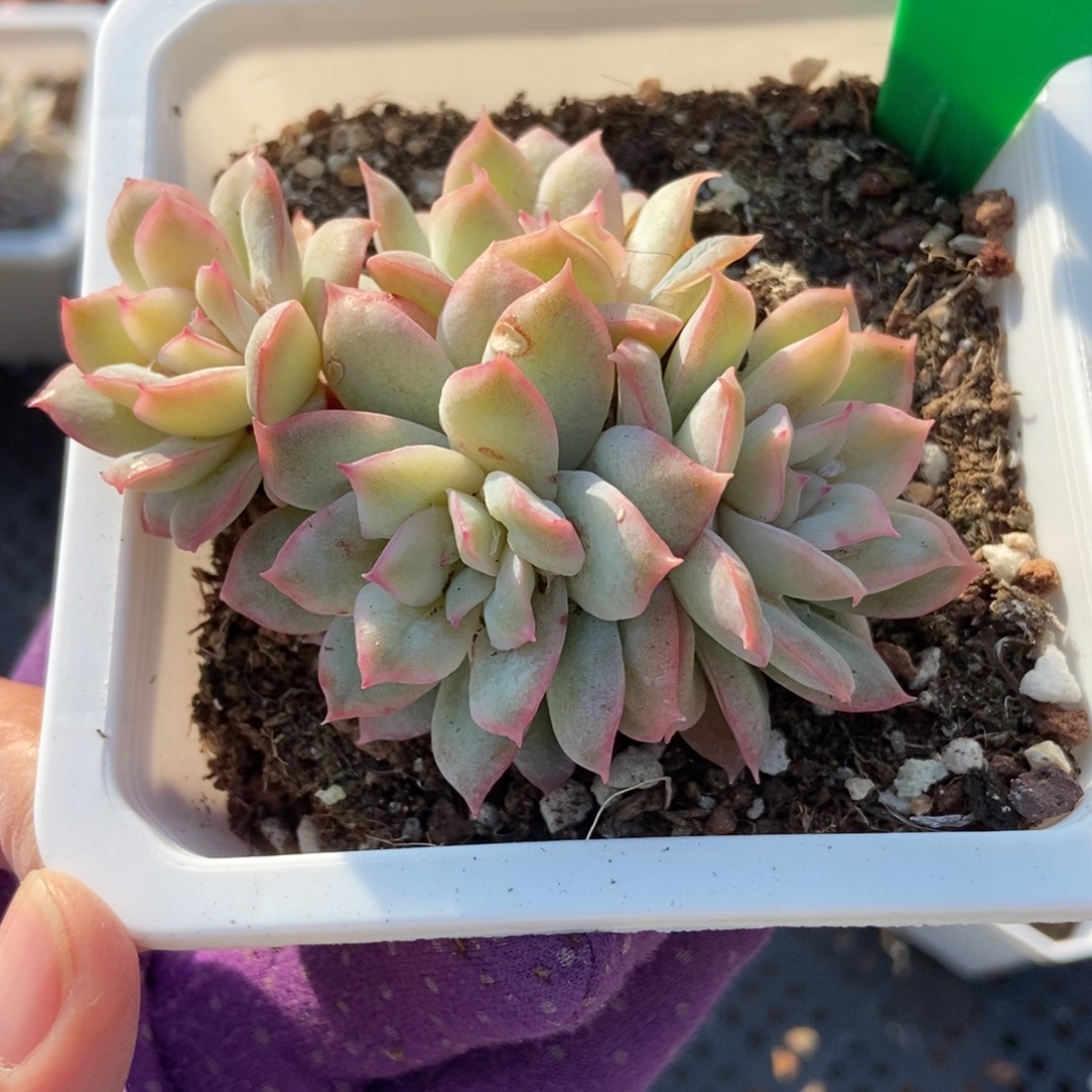 990天使玫瑰锦多肉植物