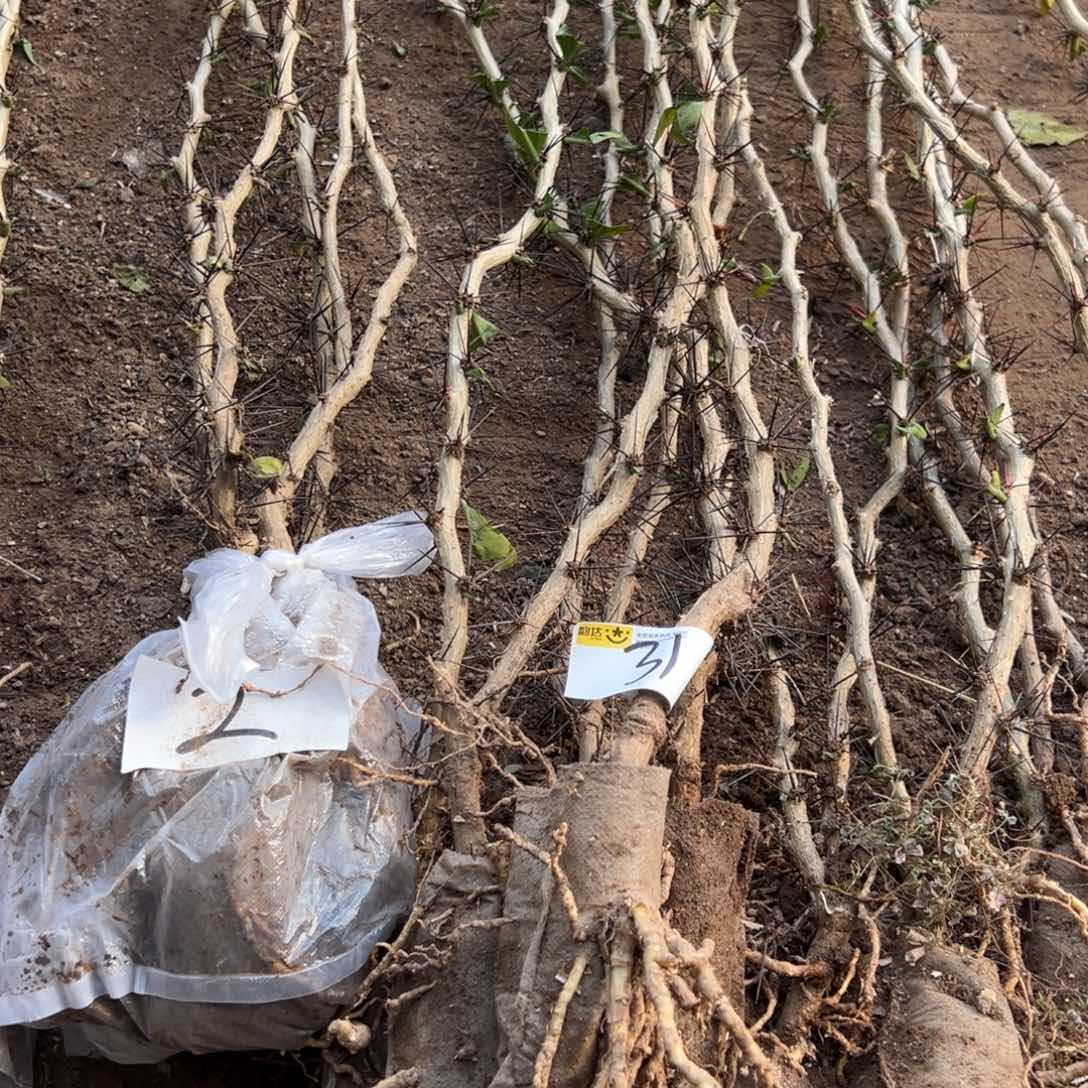 1.2米直杆叶仙四颗编号31