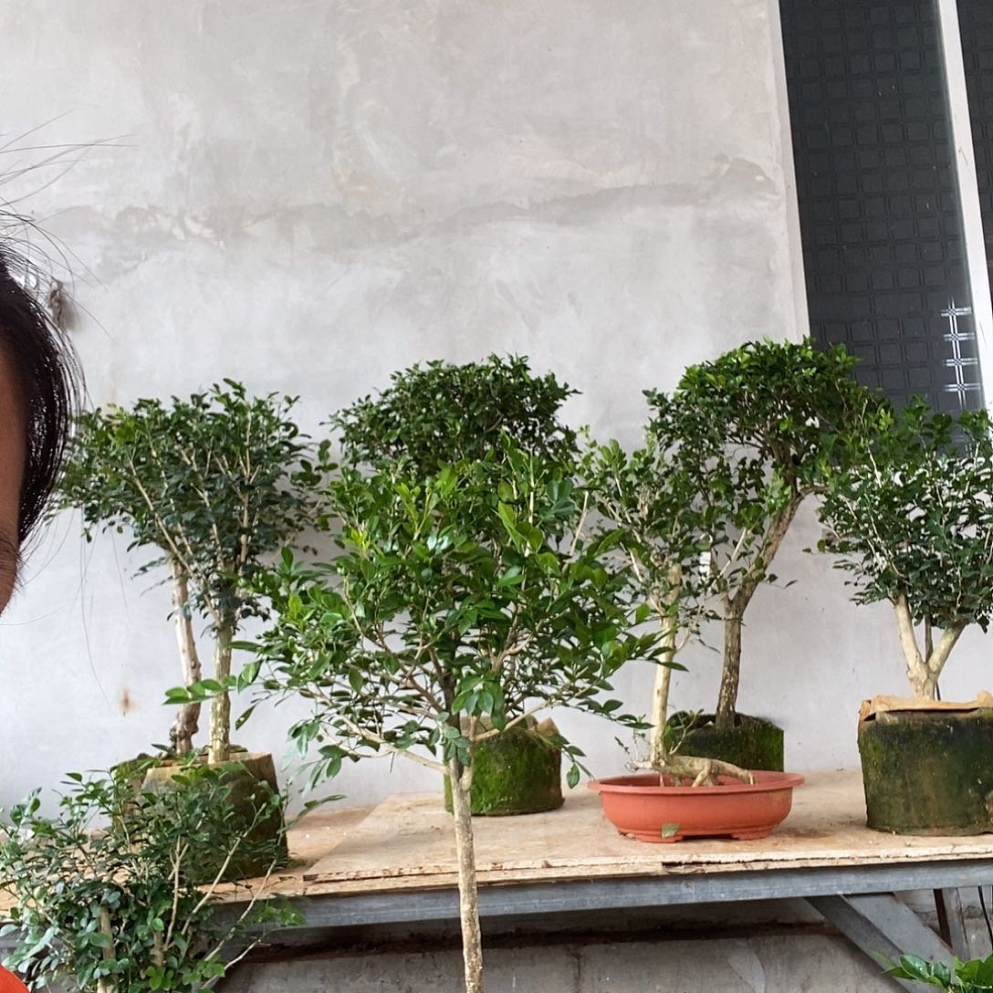 九里香老桩四季长青