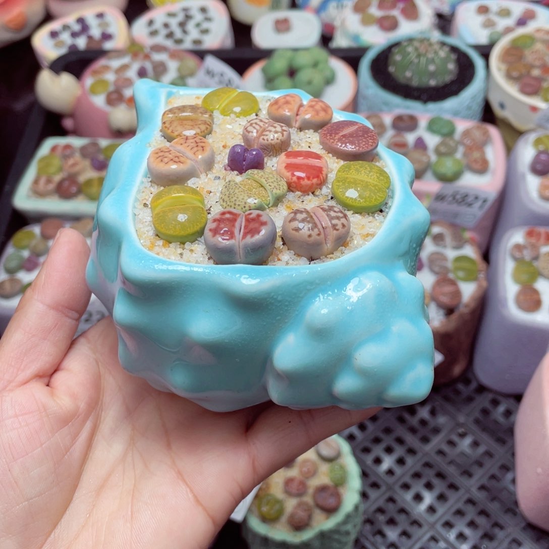 w5831 -零下地区拍保温箱-15支持寄养