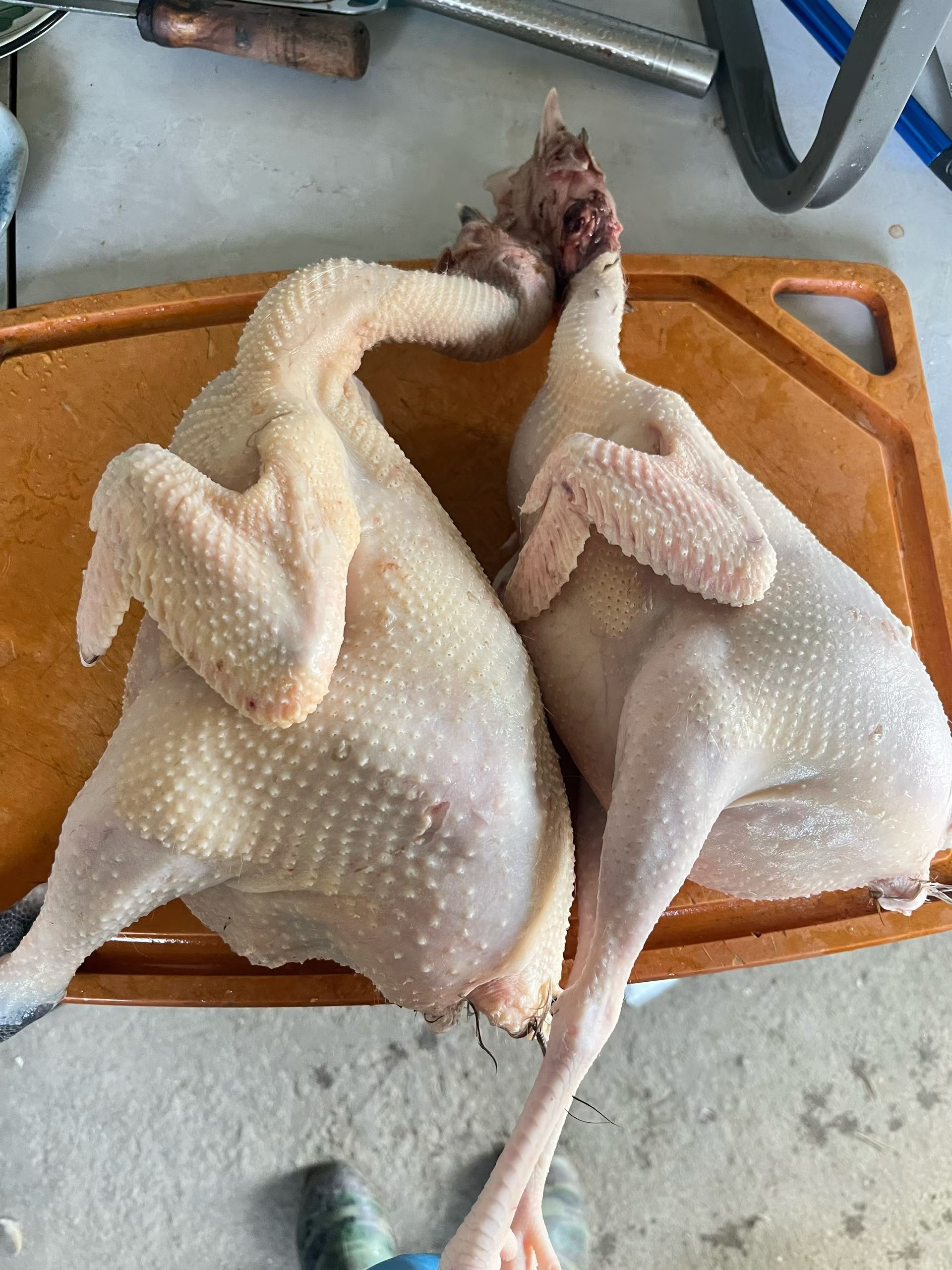 麻羽鸡贵妃鸡鹊山鸡肉质鲜美顺丰生鲜以直播间为准农场直发