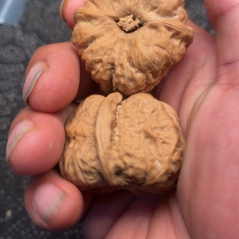 文玩核桃把件蛤蟆10米