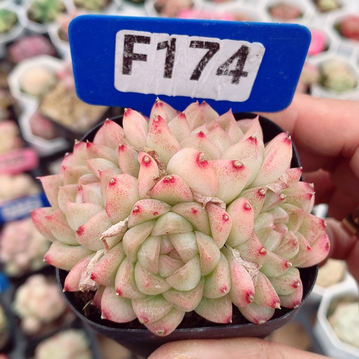 麦秆6cm不包整群