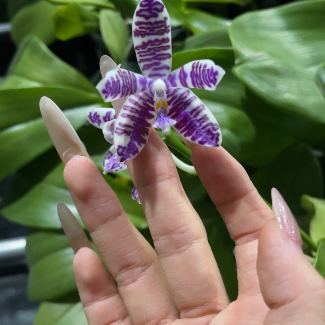 完全开放蝴蝶兰原生