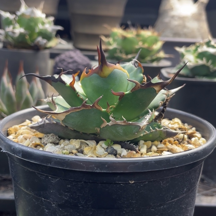 【闪购商品】黑帝斯 