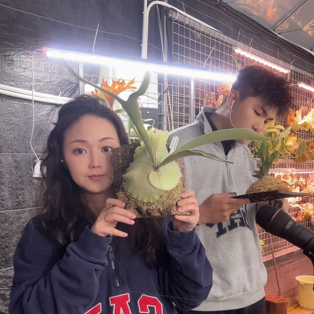 雄***号无花朵银鹿鹿角蕨