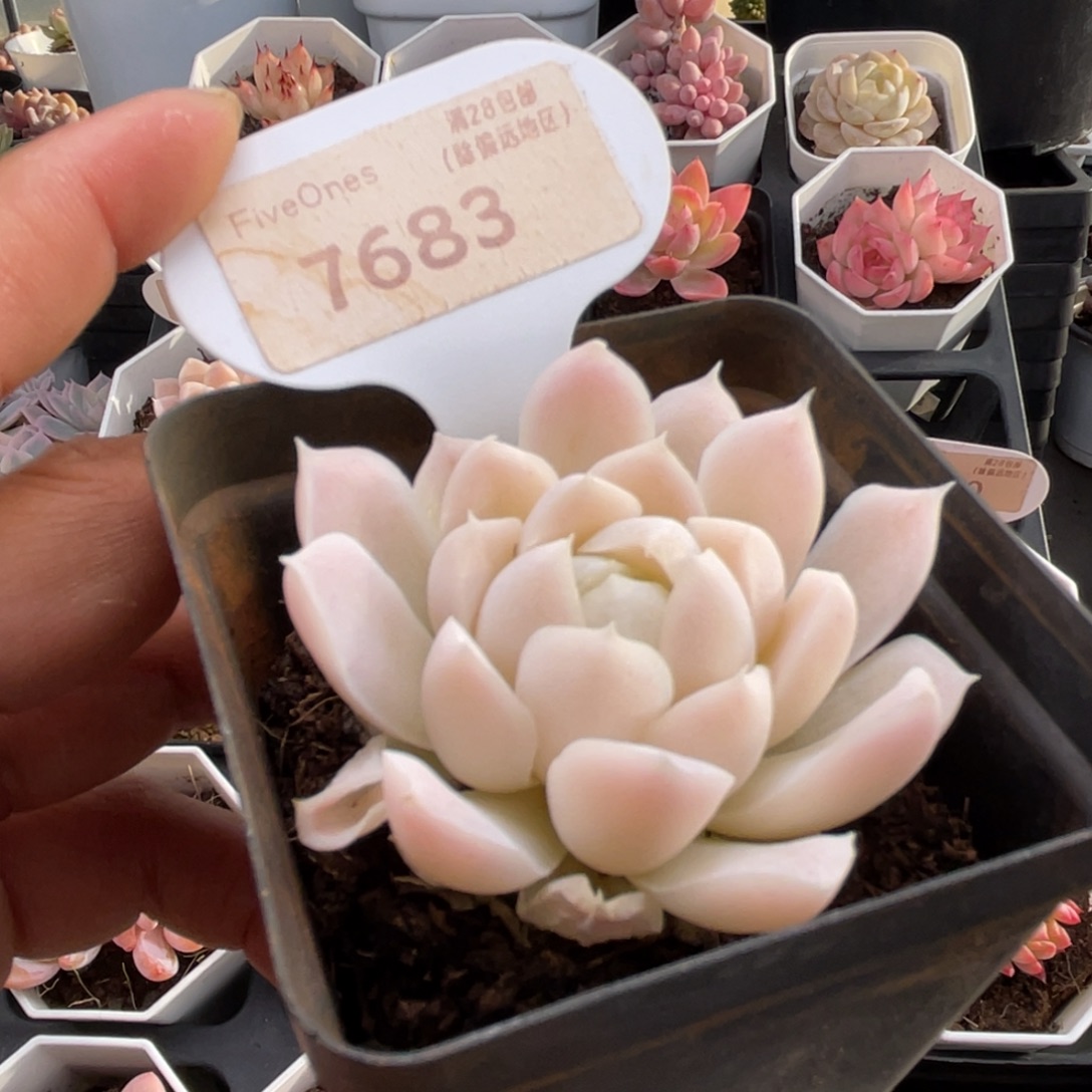 白月影7683-5.0厘米