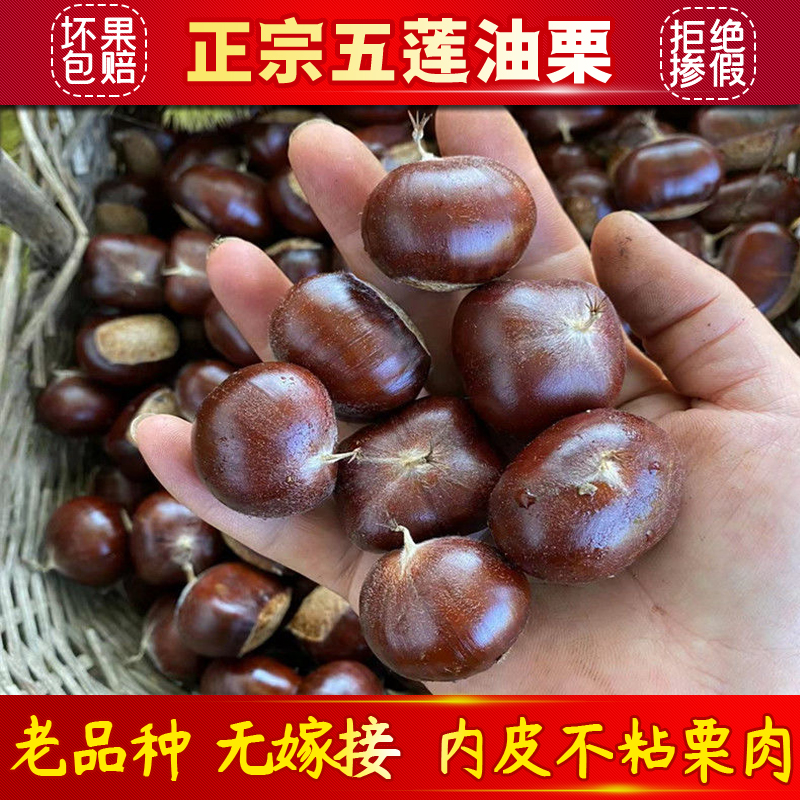 山东五莲2025野生新鲜板栗糯甜山栗子老树油栗子黄心好剥皮笨栗子