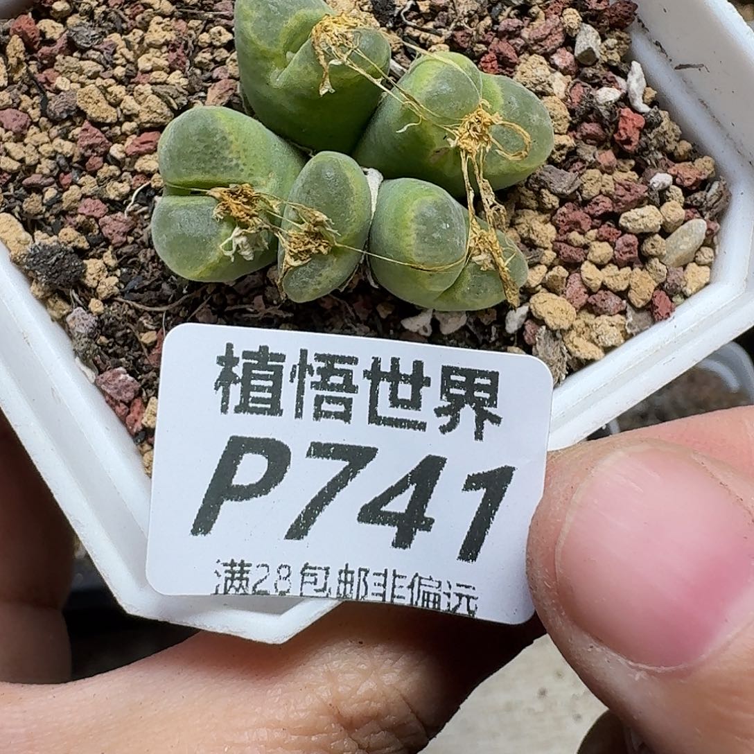 多肉植物的人生vbnnn