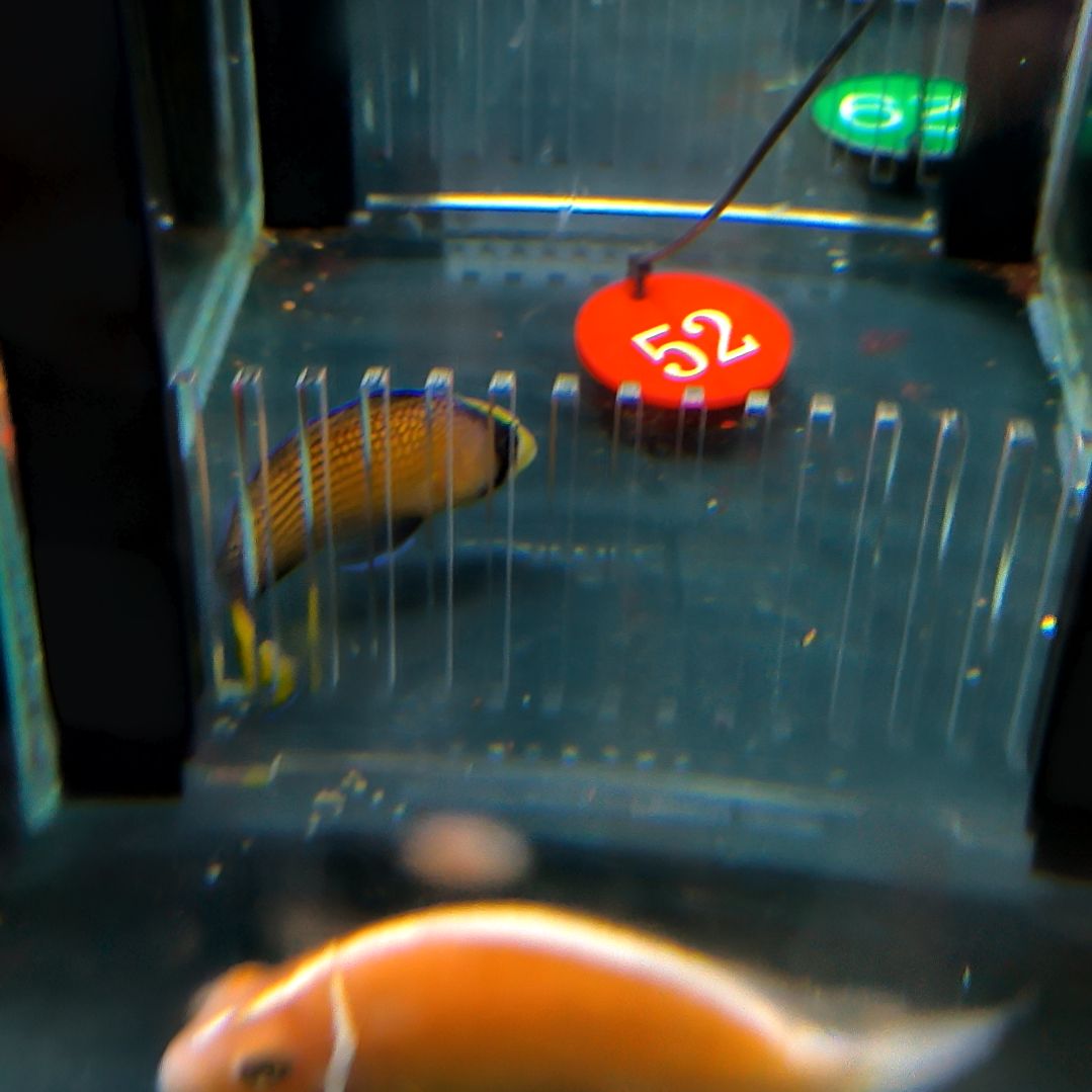 海水鱼闪电草莓5-44-52