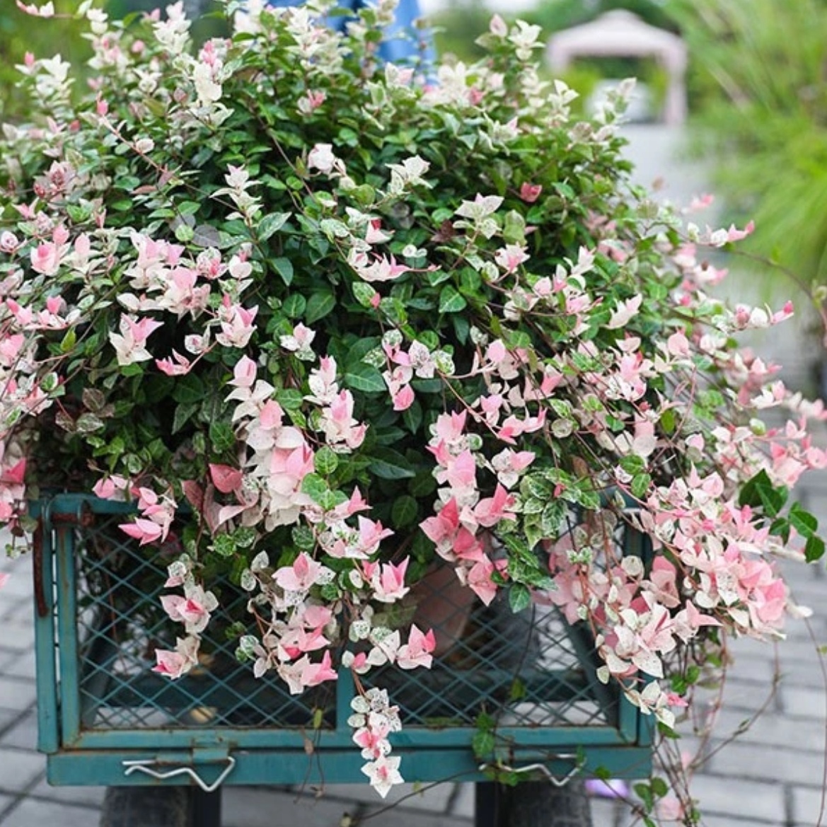 花叶络石盆栽五彩叶四季垂吊好养耐晒绿植室内外吊兰阳台耐寒观叶