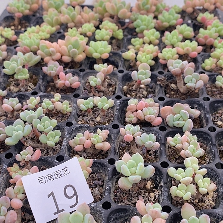 19 多肉植物盆栽花卉