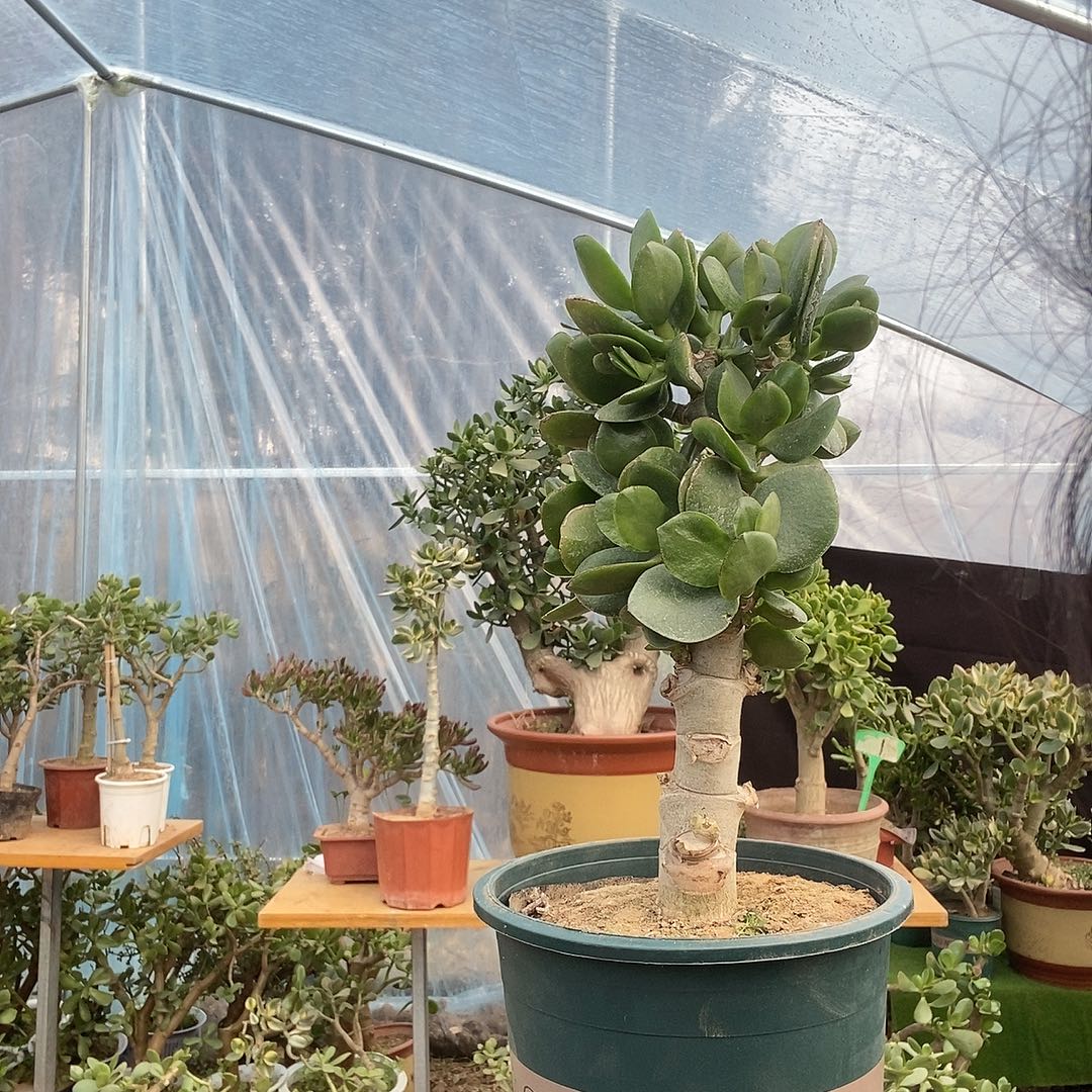 霄***飒当前无花栽培后可以开花