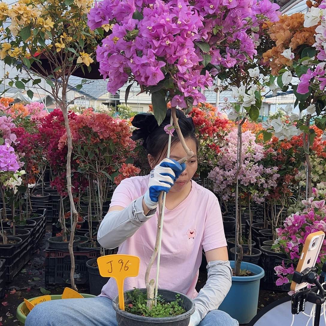 雯***姐大部分花苞少量开放J96巴西紫