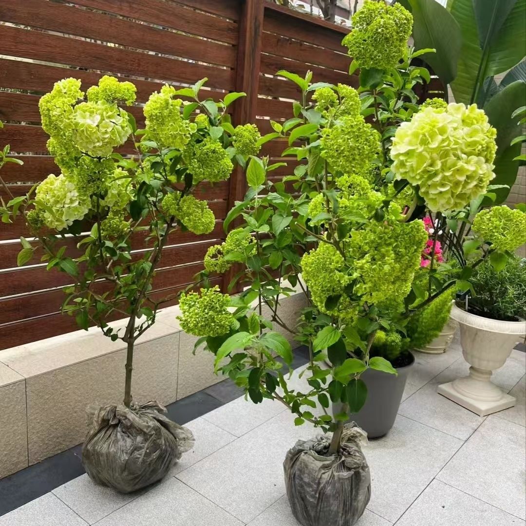 中华木绣球木本绣球大花斗球别墅庭院盆栽地栽花卉耐寒耐热包对版