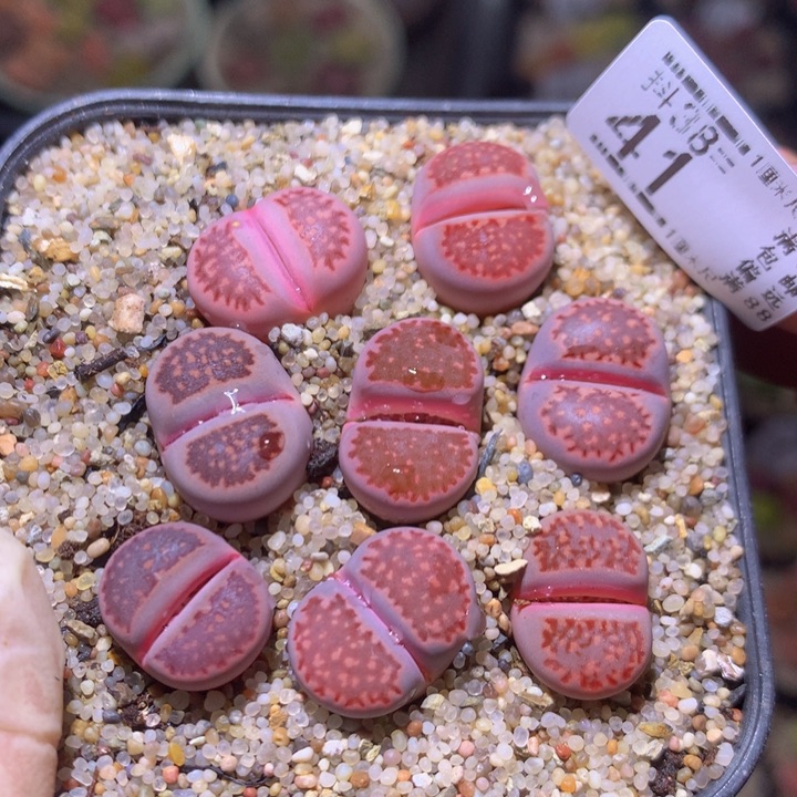 精品生石花多肉38.41