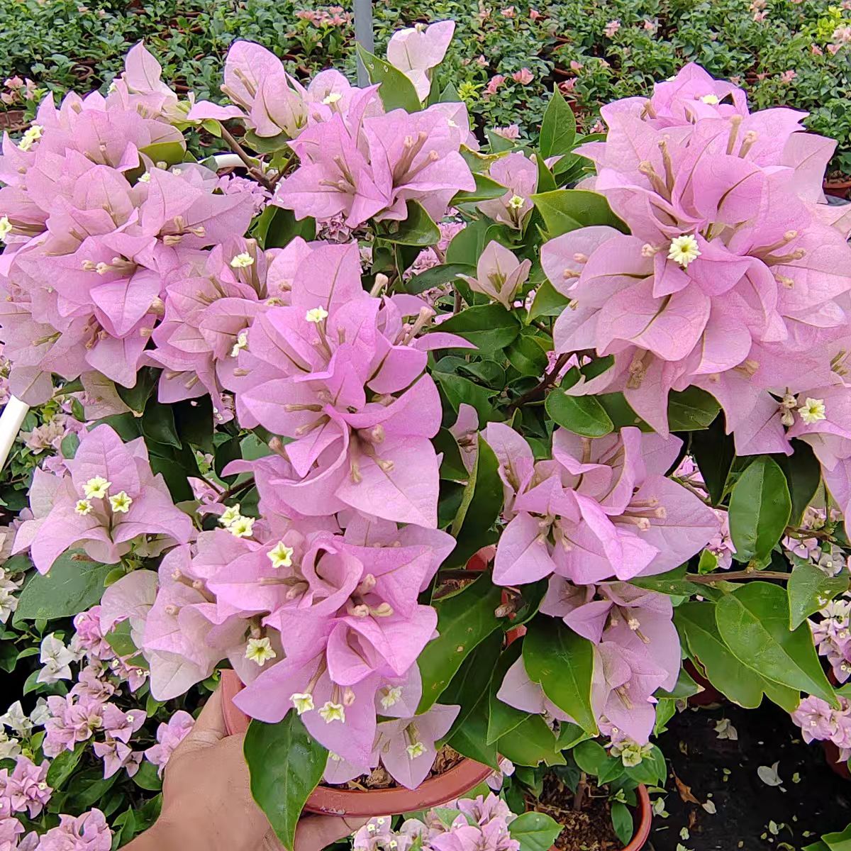 【赛弗里】三角梅盆栽带花（一个月内换盆不售后）