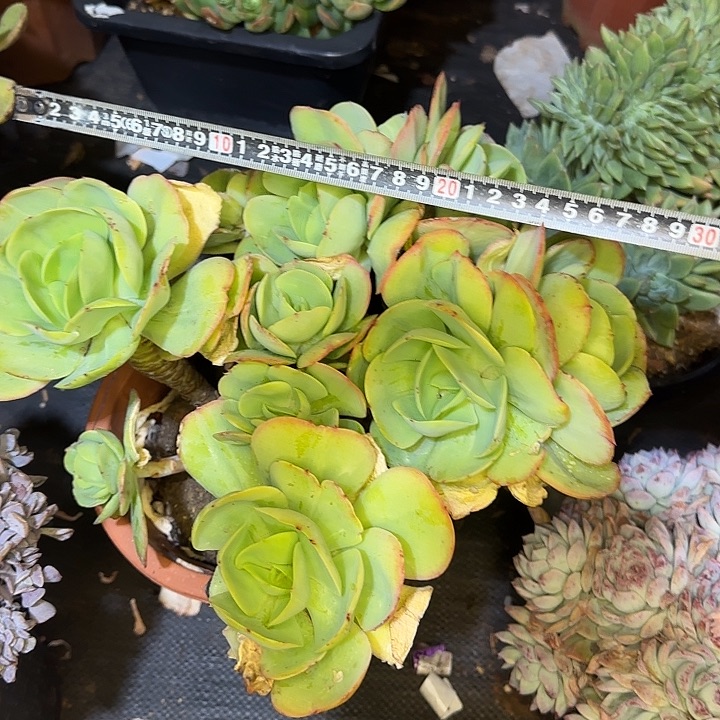碧桃587 多肉植物一物一拍