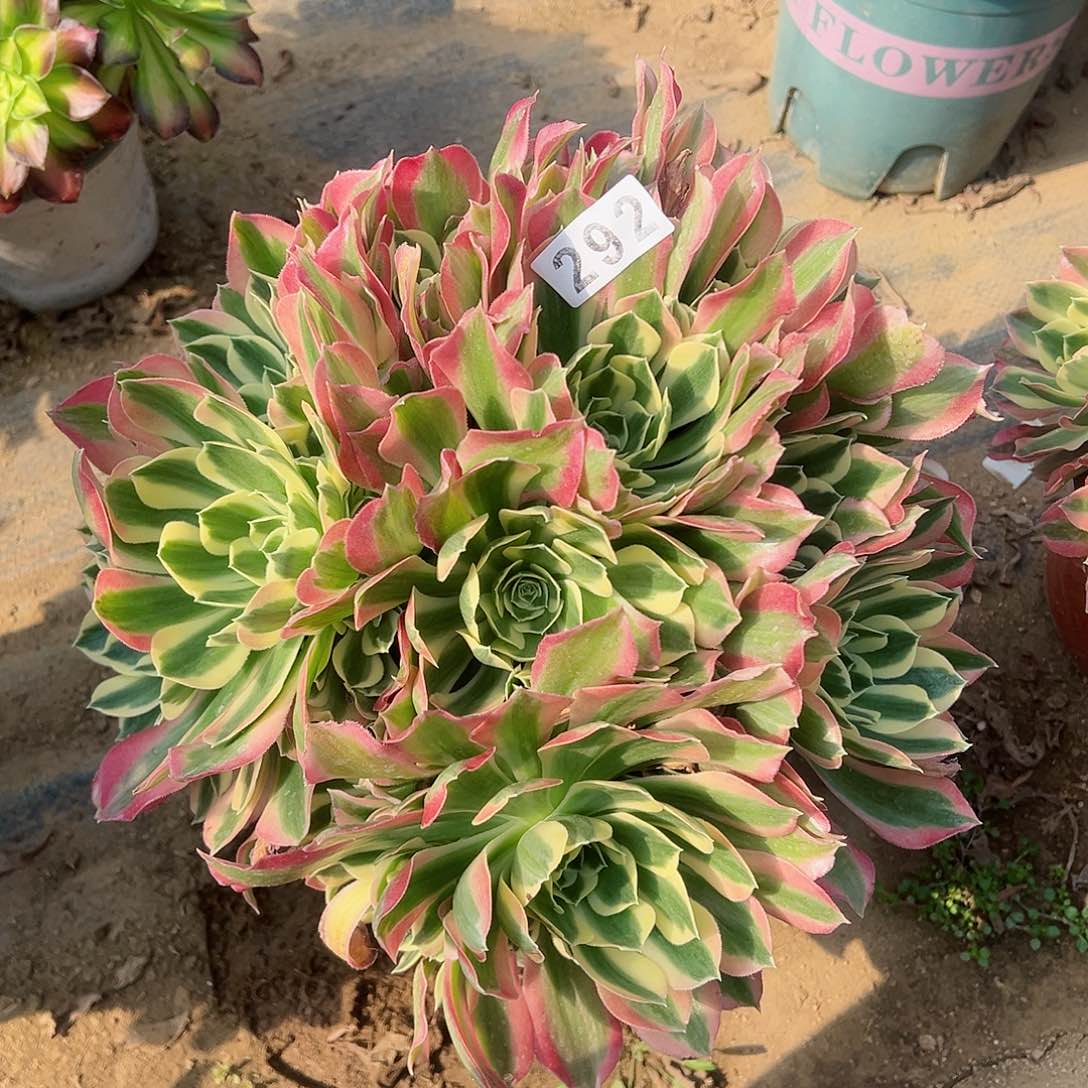 紫砂茶宠白凤老桩292号