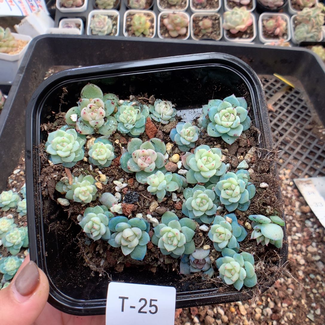 无花朵T25月英语英语