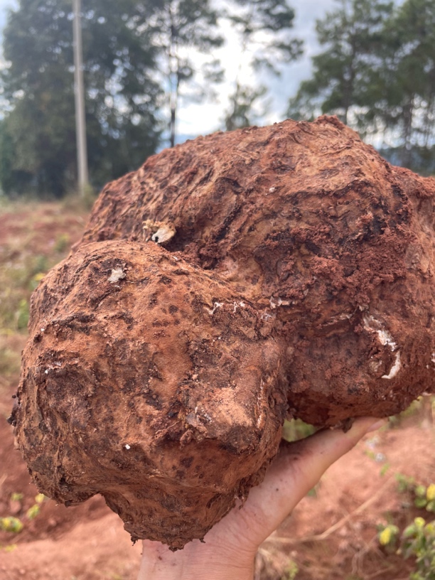 云南哀牢山深山老林仿野生种植生态新鲜茯苓不熏硫磺农家不漂白