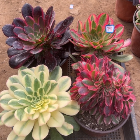 796多肉植物组合