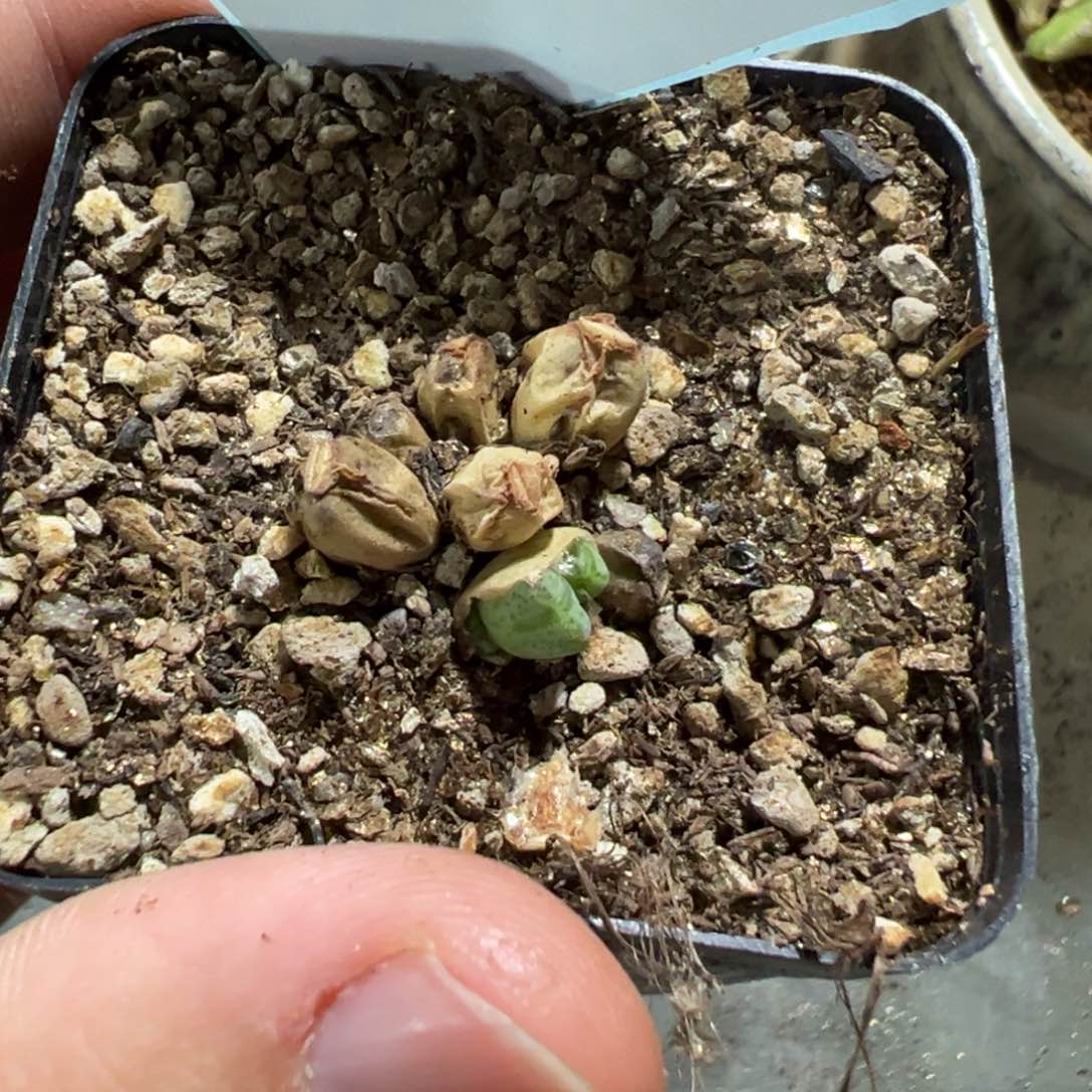 22-75肉锥多肉植物