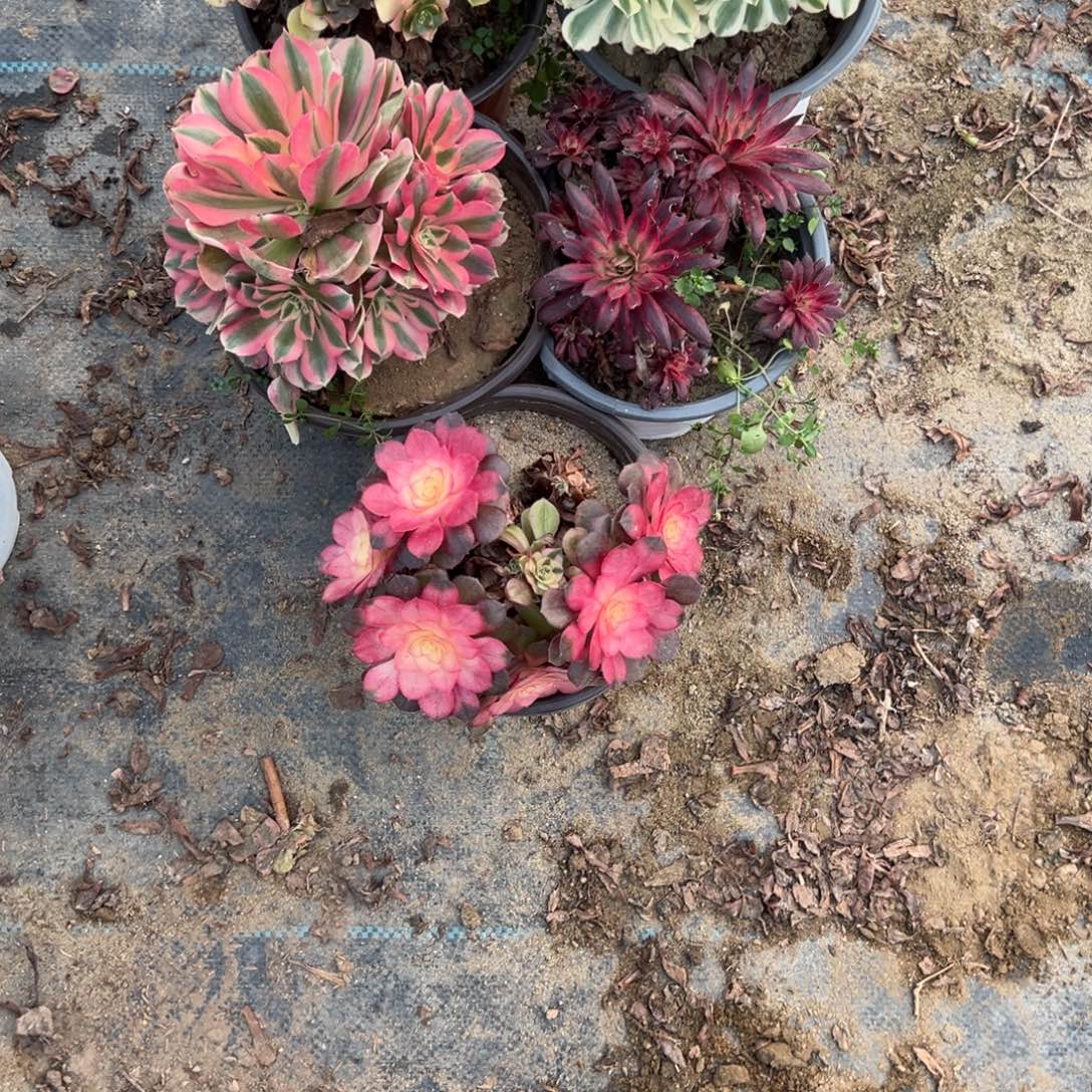 210五颗组合多肉植物