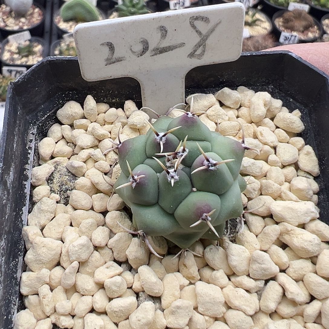 2028眠狮子实生仙人球