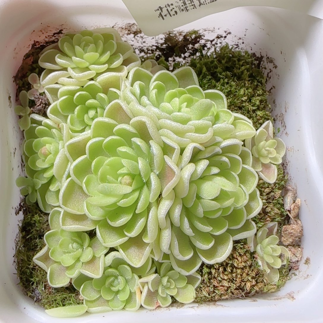 花语多肉1214-330爱丽丝捕虫堇