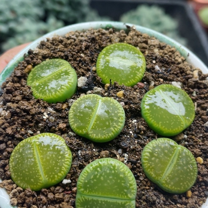 573绿光阳带盆l l