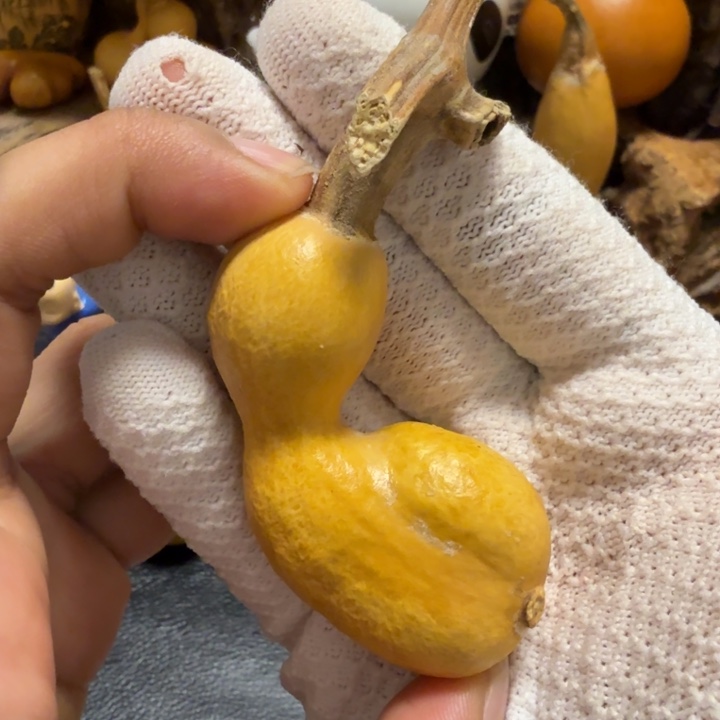 ****捷66……………………………………