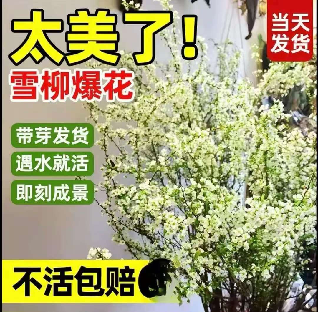 【带芽点SSS级买10枝送10枝】年宵花耐寒干枝水养雪柳遇水插花水培