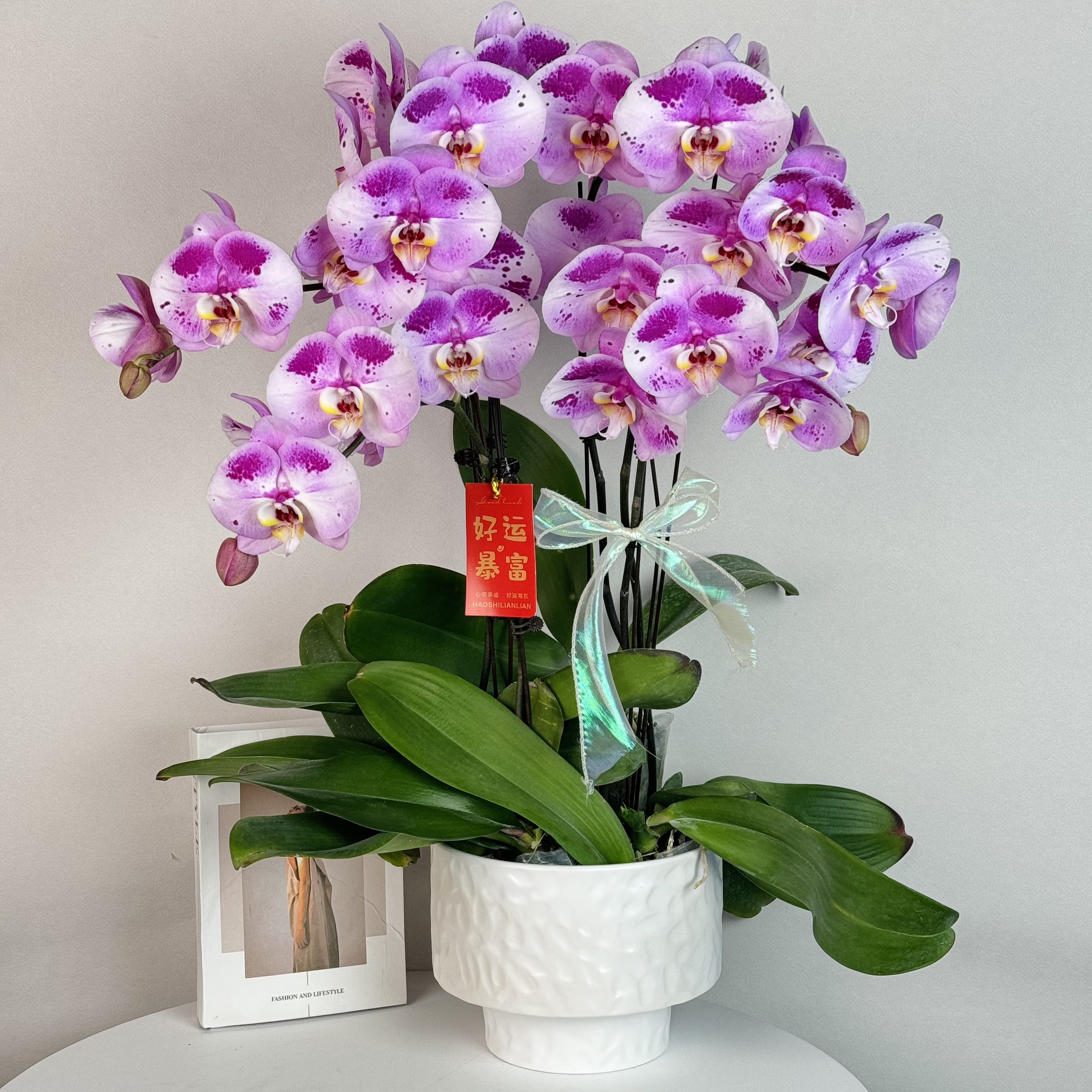 蝴蝶兰【海洋之心】欧品唯美稀缺高档大气大花型高级 基地直发