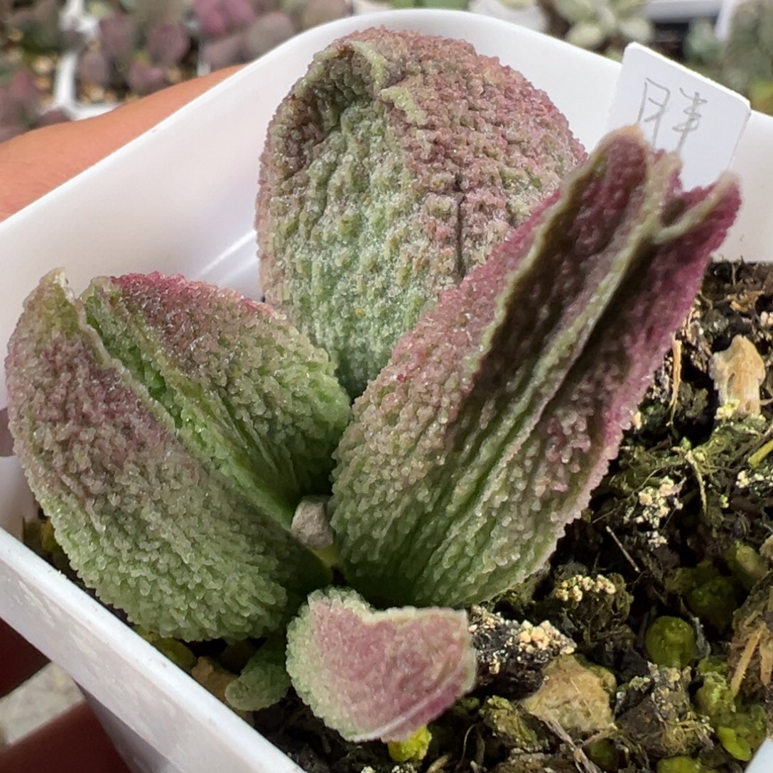 w胖五多肉植物水泡