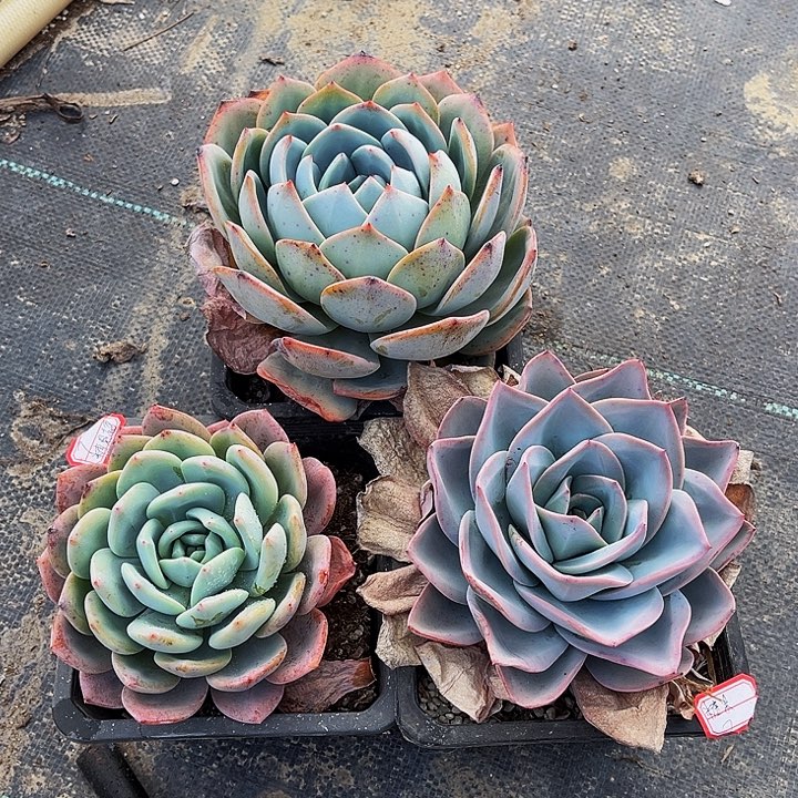 糖****咸凤橙两颗布鲁蓝单头一颗