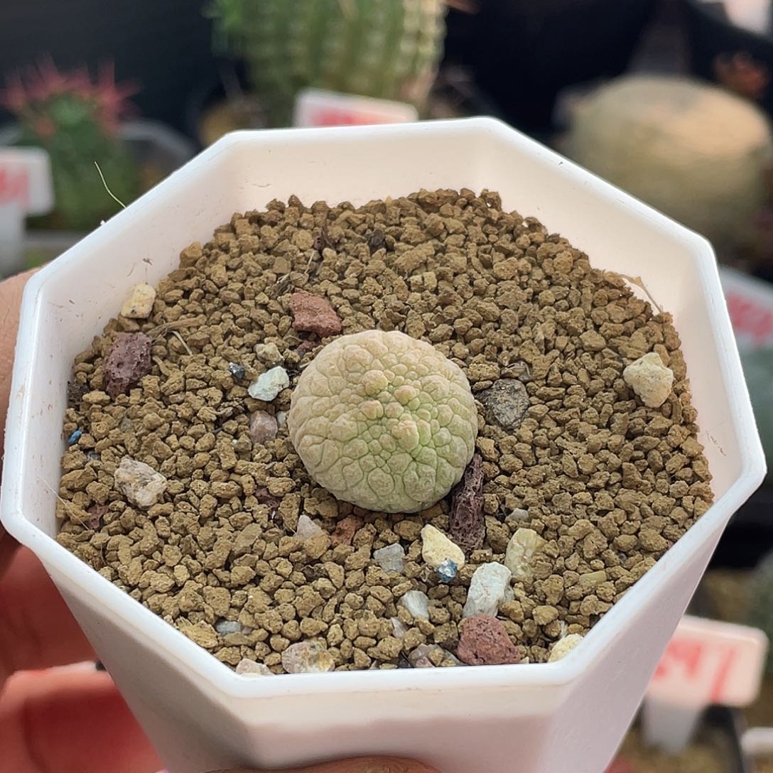 实生凝蹄玉十字方 致远多肉