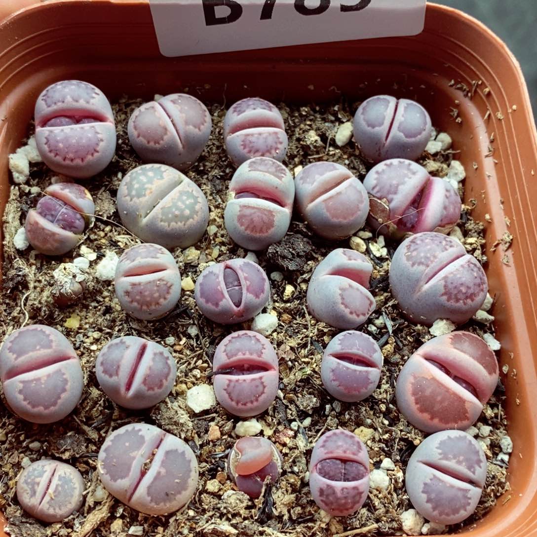 我的小姐姐们都是我的785