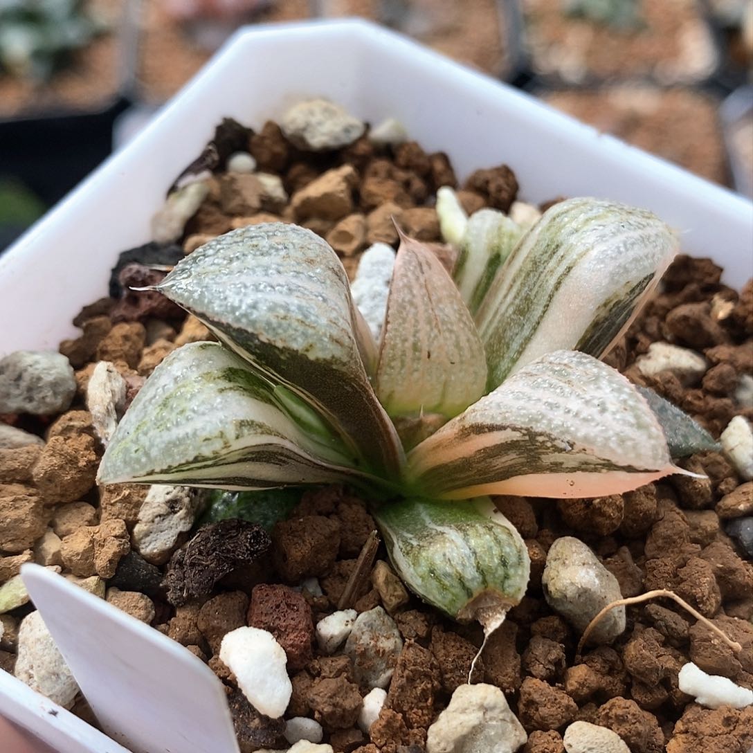 红陶537号青蟹锦一物一拍