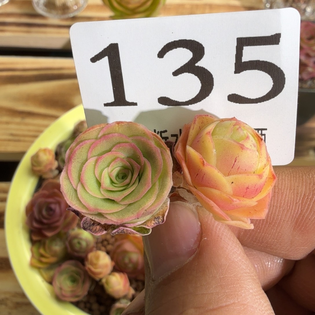 F*N侧芽135山地玫瑰